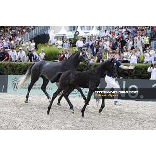 LGCT of Berlin - Foal presentation - Berlin, - 29 July 2017 - ph.Stefano Grasso/LGCT