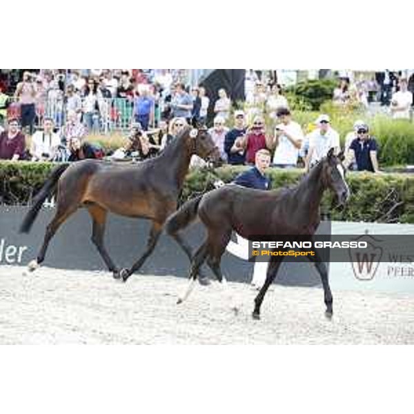 LGCT of Berlin - Foal presentation - Berlin, - 29 July 2017 - ph.Stefano Grasso/LGCT