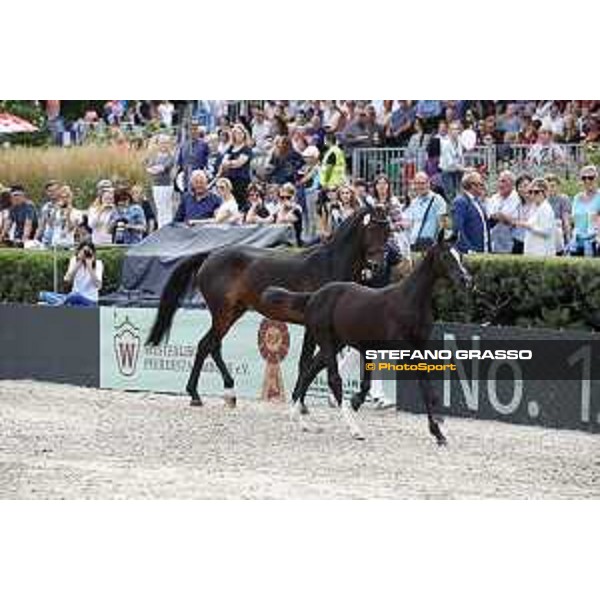 LGCT of Berlin - Foal presentation - Berlin, - 29 July 2017 - ph.Stefano Grasso/LGCT