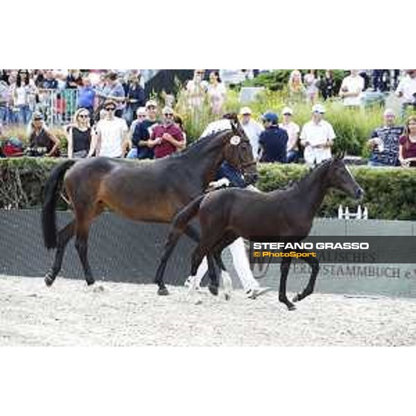 LGCT of Berlin - Foal presentation - Berlin, - 29 July 2017 - ph.Stefano Grasso/LGCT