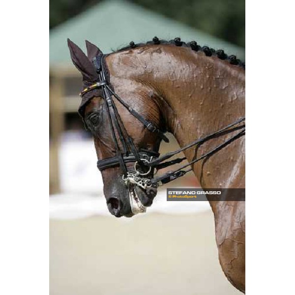 close up for Satchmo 78 2nd classified in the Gran Prix de Dressage at the european dressage championship 2007 La Mandria, 31st august 2007 ph. Stefano Grasso