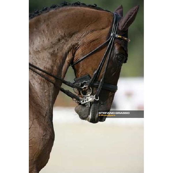 close up for Satchmo 78 winner of the Grand Prix Special Technical Championship at the dressage european championship 2007 La Mandria, 1st sept. 2007 ph. Stefano Grasso