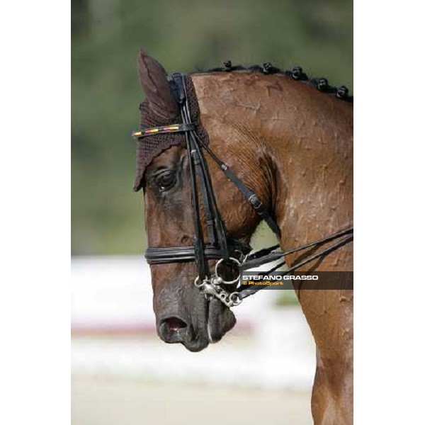 close up for Satchmo 78 winner of the Grand Prix Special Technical Championship at the dressage european championship 2007 La Mandria, 1st sept. 2007 ph. Stefano Grasso