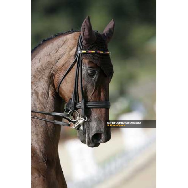 close up for Satchmo 78 winner of the Grand Prix Special Technical Championship at the dressage european championship 2007 La Mandria, 1st sept. 2007 ph. Stefano Grasso