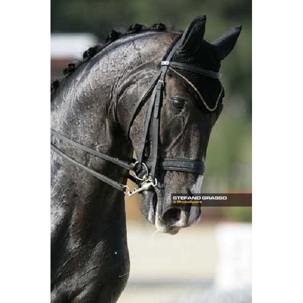 close up for Keltec Salinero during his performance at the dressage european championship 2007 La Mandria, 1st sept. 2007 ph. Stefano Grasso