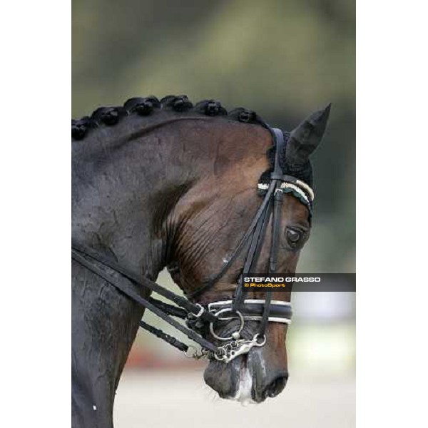 close up for Hunter Douglas Sunrise bronze medal of Gran Prix Kur at the Fei European Dressage Championship LA MANDRIA-Venaria Reale-Druento (TO) - 2nd sept. 2007 ph. Stefano Grasso
