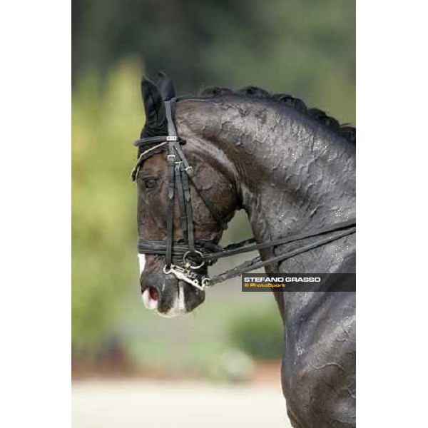 close up for Keltec Salinero winner of Gran Prix Kur at the Fei European Dressage Championship LA MANDRIA-Venaria Reale-Druento (TO) - 2nd sept. 2007 ph. Stefano Grasso