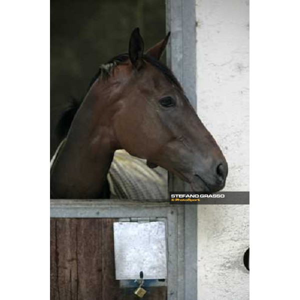 Sleeping Jack at Merano stables Merano Maia, 28th sept.2007 ph. Stefano Grasso