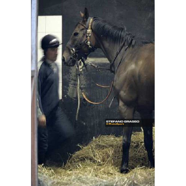 preparing Sleeping Jack at Merano stables Merano Maia, 28th sept.2007 ph. Stefano Grasso