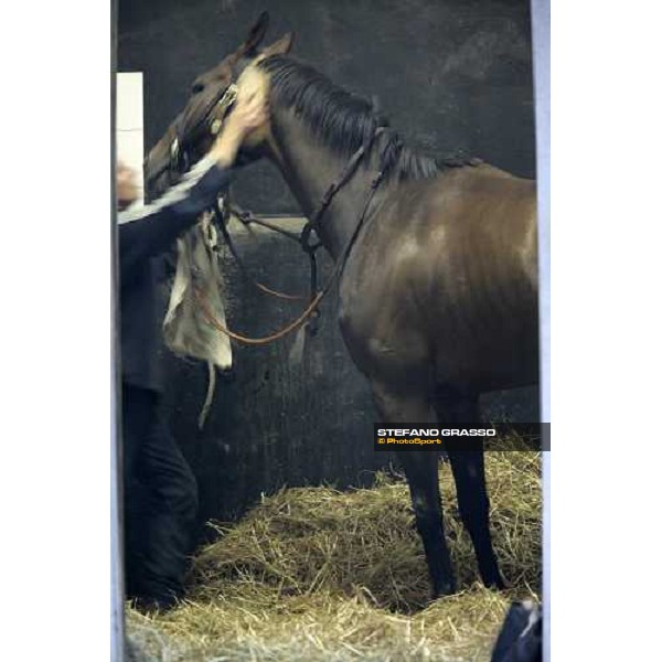 preparing Sleeping Jack at Merano stables Merano Maia, 28th sept.2007 ph. Stefano Grasso