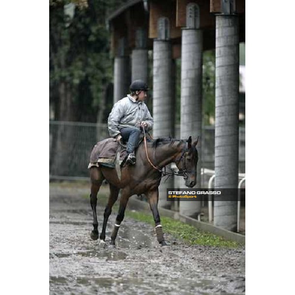 Sleeping Jack walking at Merano stables Merano Maia, 28th sept.2007 ph. Stefano Grasso