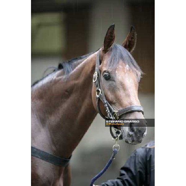 close up for Kolorado at his arrive at Merano under the rain Merano Maia, 28th sept.2007 ph. Stefano Grasso