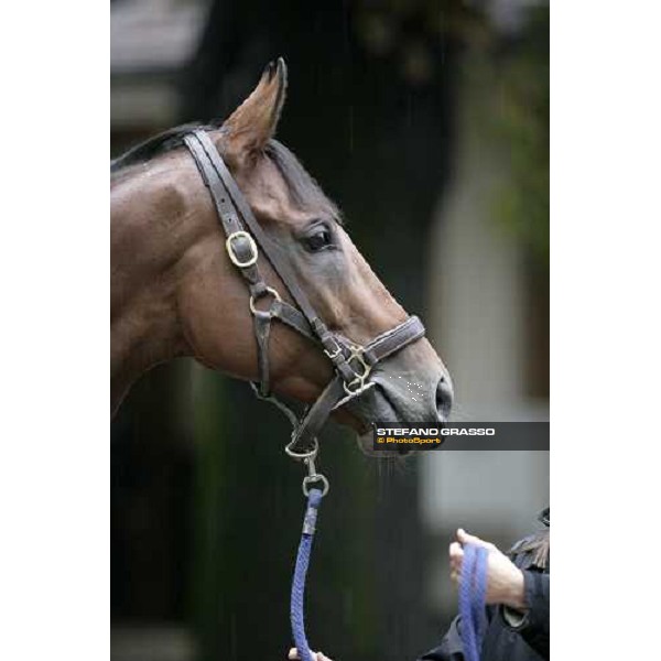 close up for Kolorado at his arrive at Merano under the rain Merano Maia, 28th sept.2007 ph. Stefano Grasso