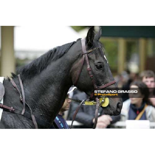 close up for Fatal Mac winner of the LXIII Premio delle Nazioni - Cross Country Merano Maia, 28th sept. 2007 ph. Stefano Grasso