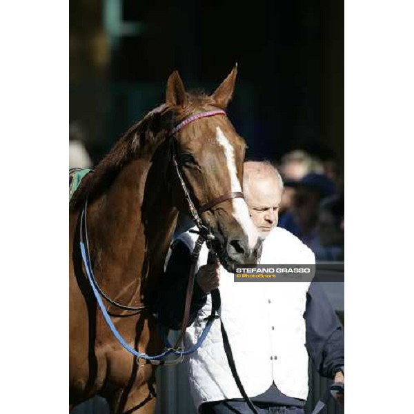 close up for Halling Joy winner of 68¡ Gran Premio Merano Forst Merano Maia, 30th sept. 2007 ph. Stefano Grasso