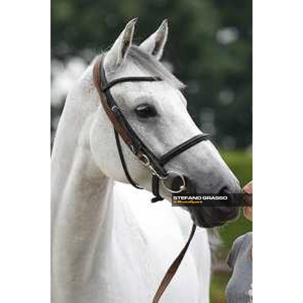 LGCT of Valkenswaard - The vet inspection - Valkenswaard, 10th august 2017 - ph. Stefano Grasso/LGCTLGCT of Valkenswaard - The vet inspection - Gin Chin van het Lindenhof - Valkenswaard, 10th august 2017 - ph. Stefano Grasso/LGCT