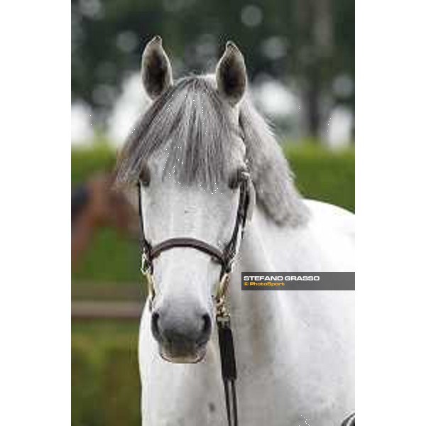 LGCT of Valkenswaard - The vet inspection - Valkenswaard, 10th august 2017 - ph. Stefano Grasso/LGCTLGCT of Valkenswaard - The vet inspection - Limestone Grey - Valkenswaard, 10th august 2017 - ph. Stefano Grasso/LGCT