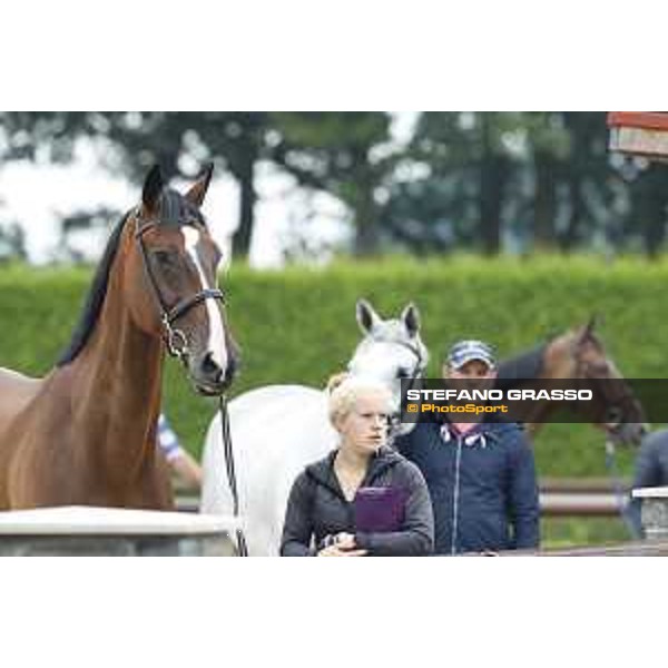LGCT of Valkenswaard - The vet inspection - Valkenswaard, 10th august 2017 - ph. Stefano Grasso/LGCTLGCT of Valkenswaard - The vet inspection - Captain Cooper - Valkenswaard, 10th august 2017 - ph. Stefano Grasso/LGCT