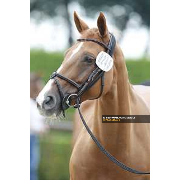 LGCT of Valkenswaard - The vet inspection Tiger Lilly - Valkenswaard, 10th august 2017 - ph. Stefano Grasso/LGCT