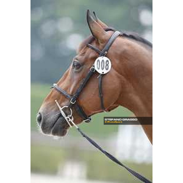 LGCT of Valkenswaard - The vet inspection - Valkenswaard, 10th august 2017 - ph. Stefano Grasso/LGCTLGCT of Valkenswaard - The vet inspection - Edesa\'s Basantos - Valkenswaard, 10th august 2017 - ph. Stefano Grasso/LGCT