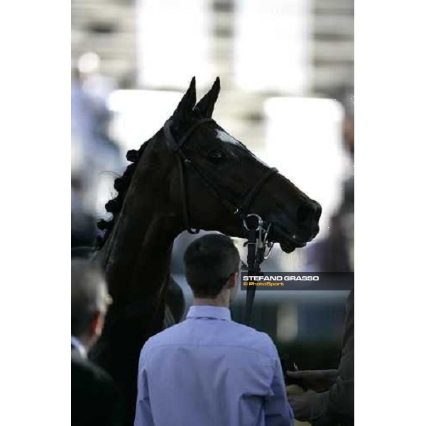  Paris Lonchamp, 6th october 2007 ph. Stefano Grasso