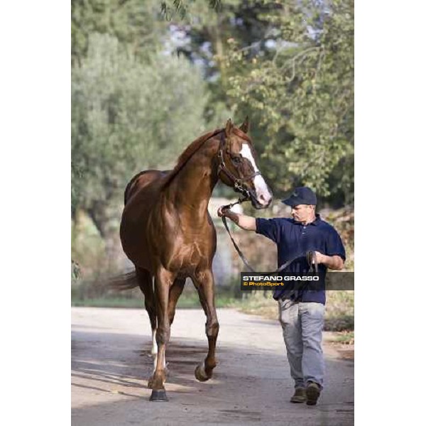 Altieri pictured at Allevamento Luciani Velletri (Roma), 9th october 2007 ph. Stefano Grasso