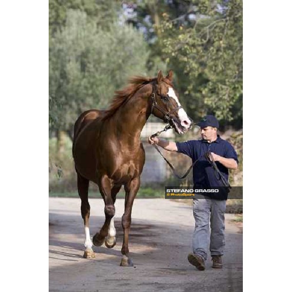 Altieri pictured at Allevamento Luciani Velletri (Roma), 9th october 2007 ph. Stefano Grasso