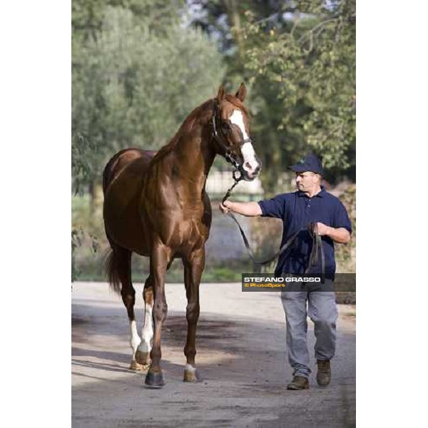 Altieri pictured at Allevamento Luciani Velletri (Roma), 9th october 2007 ph. Stefano Grasso