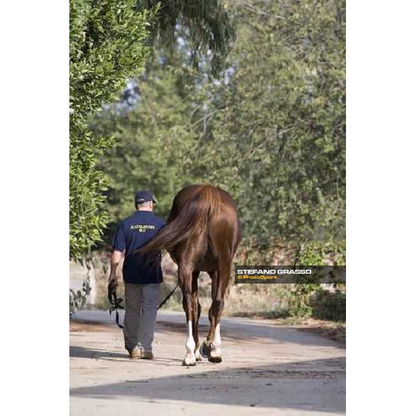 Altieri pictured at Allevamento Luciani Velletri (Roma), 9th october 2007 ph. Stefano Grasso