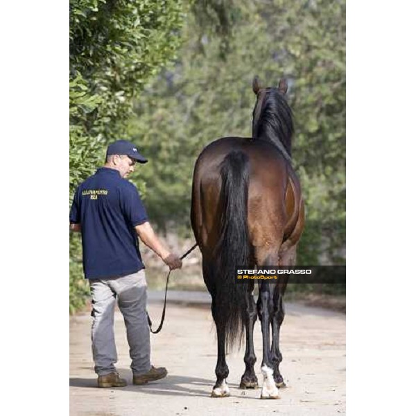 Blu Air Force pictured at Allevamento Luciani Velletri (Roma), 9th october 2007 ph. Stefano Grasso