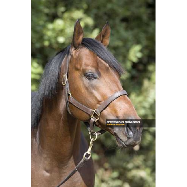 Blu Delta Force pictured at Allevamento Luciani Velletri (Roma), 9th october 2007 ph. Stefano Grasso