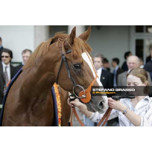 a close up for Scintillo winner of Gran Criterium Milan San Siro , 14th october 2007 ph. Stefano Grasso