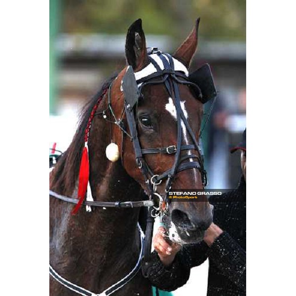close up for Ismos Fp winner of Gran Premio Regione Friuli Venezia Giulia Trieste, 20th october 2007 ph. Stefano Grasso