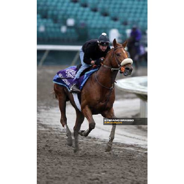 Shamdinan during morning works at Monmouth Park racetrack Monmouth PArk, NJ, 25th october 2007 ph. Stefano Grasso