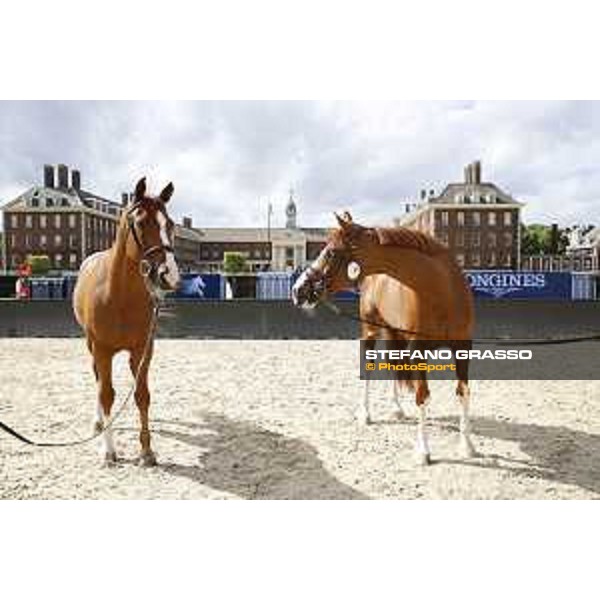 LGCT of London - Vet Check - London, Royal Hospital Chelsea - 3 August 2017 - ph.Stefano Grasso/LGCT