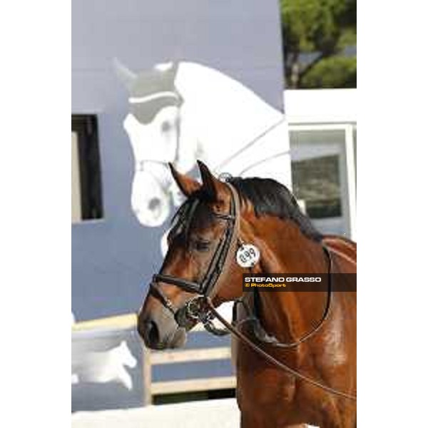 LGCT of Rome - Vet check - Comme il Faut Rome - Stadio dei Marmi, 21st sep.2017 ph.Stefano Grasso/LGCT