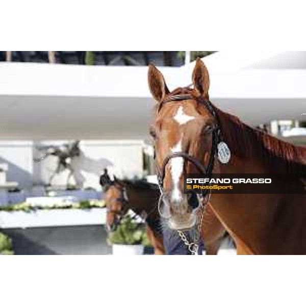 LGCT of Rome - Vet check - Safari d\'auge Rome - Stadio dei Marmi, 21st sep.2017 ph.Stefano Grasso/LGCT