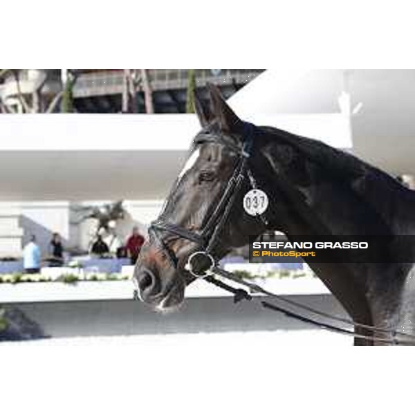 LGCT of Rome - Vet check - Zigali PS Rome - Stadio dei Marmi, 21st sep.2017 ph.Stefano Grasso/LGCT