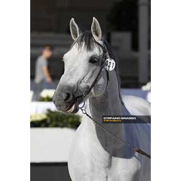 LGCT of Rome - Vet check - Pegase du Murier Rome - Stadio dei Marmi, 21st sep.2017 ph.Stefano Grasso/LGCT