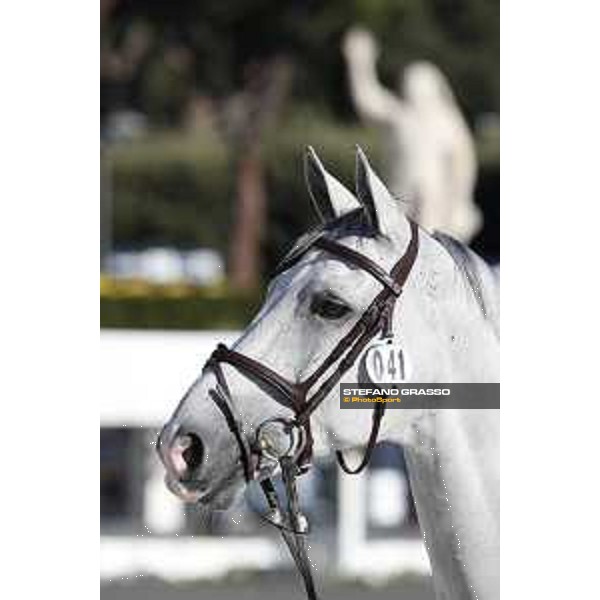 LGCT of Rome - Vet check - Clooney 51 Rome - Stadio dei Marmi, 21st sep.2017 ph.Stefano Grasso/LGCT
