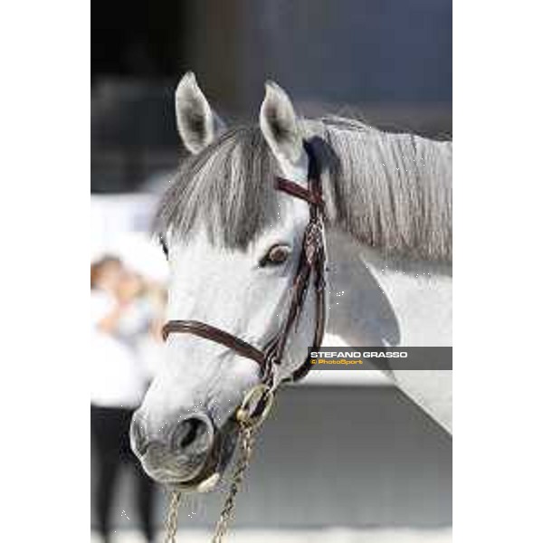LGCT of Rome - Vet check - Limestone Grey Rome - Stadio dei Marmi, 21st sep.2017 ph.Stefano Grasso/LGCT