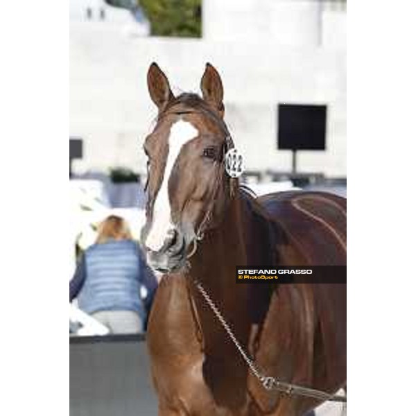 LGCT of Rome - Vet check - Sunshine du Phare Rome - Stadio dei Marmi, 21st sep.2017 ph.Stefano Grasso/LGCT