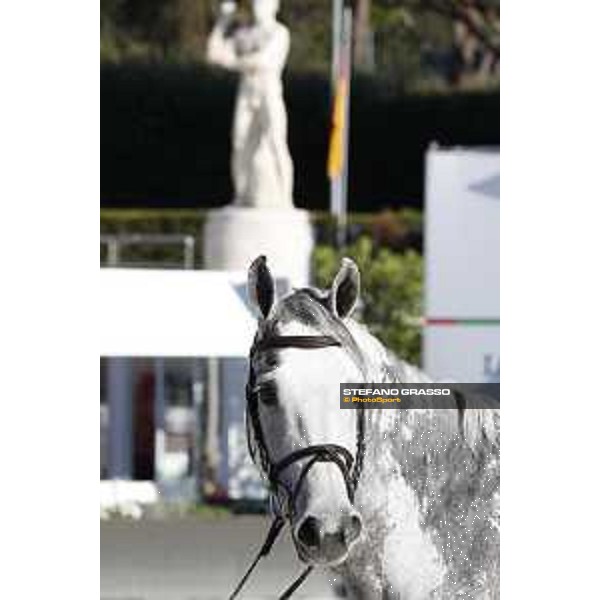 LGCT of Rome - Vet check - Cornet 39 Rome - Stadio dei Marmi, 21st sep.2017 ph.Stefano Grasso/LGCT