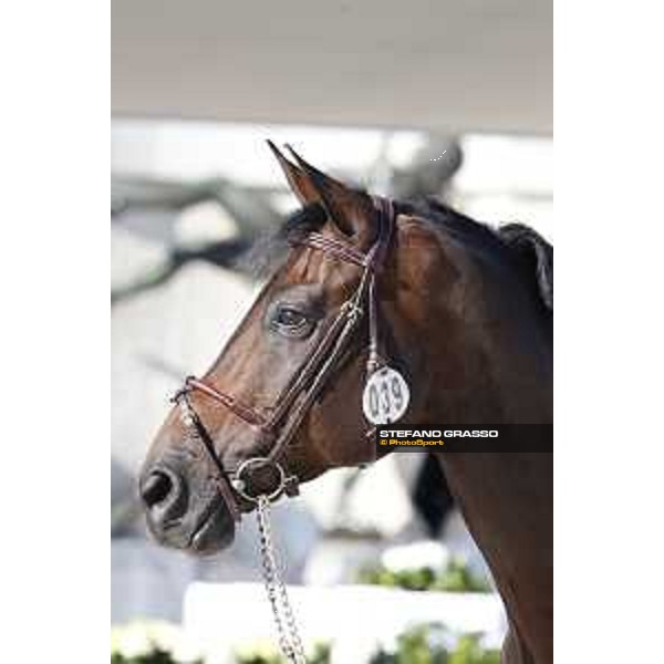 LGCT of Rome - Vet check - Codex One Rome - Stadio dei Marmi, 21st sep.2017 ph.Stefano Grasso/LGCT
