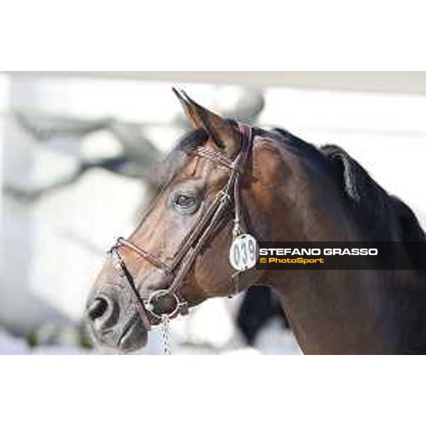 LGCT of Rome - Vet check - Codex One Rome - Stadio dei Marmi, 21st sep.2017 ph.Stefano Grasso/LGCT
