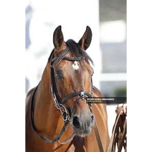 LGCT of Rome - Vet check - Comme il Faut Rome - Stadio dei Marmi, 21st sep.2017 ph.Stefano Grasso/LGCT