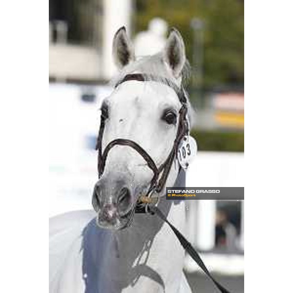 LGCT of Rome - Vet check - Cento du Rouet Rome - Stadio dei Marmi, 21st sep.2017 ph.Stefano Grasso/LGCT