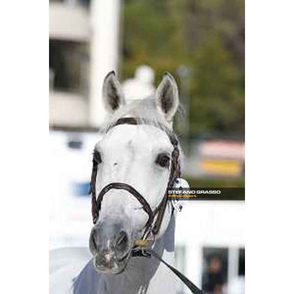 LGCT of Rome - Vet check - Cento du Rouet Rome - Stadio dei Marmi, 21st sep.2017 ph.Stefano Grasso/LGCT