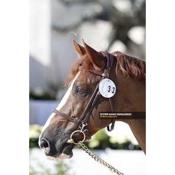 LGCT of Rome - Vet check - Halifax van het Kluizebos Rome - Stadio dei Marmi, 21st sep.2017 ph.Stefano Grasso/LGCT