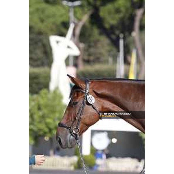 LGCT of Rome - Vet check - Clenur Rome - Stadio dei Marmi, 21st sep.2017 ph.Stefano Grasso/LGCT